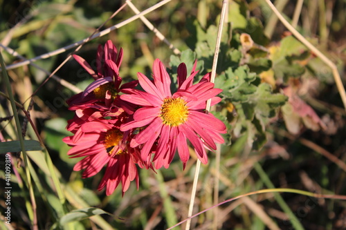 December flowers of Adler.