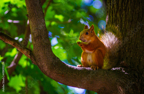 squirrel in the park © Дмитрий Кашицин