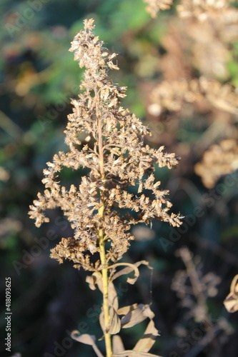 December flowers of Adler.