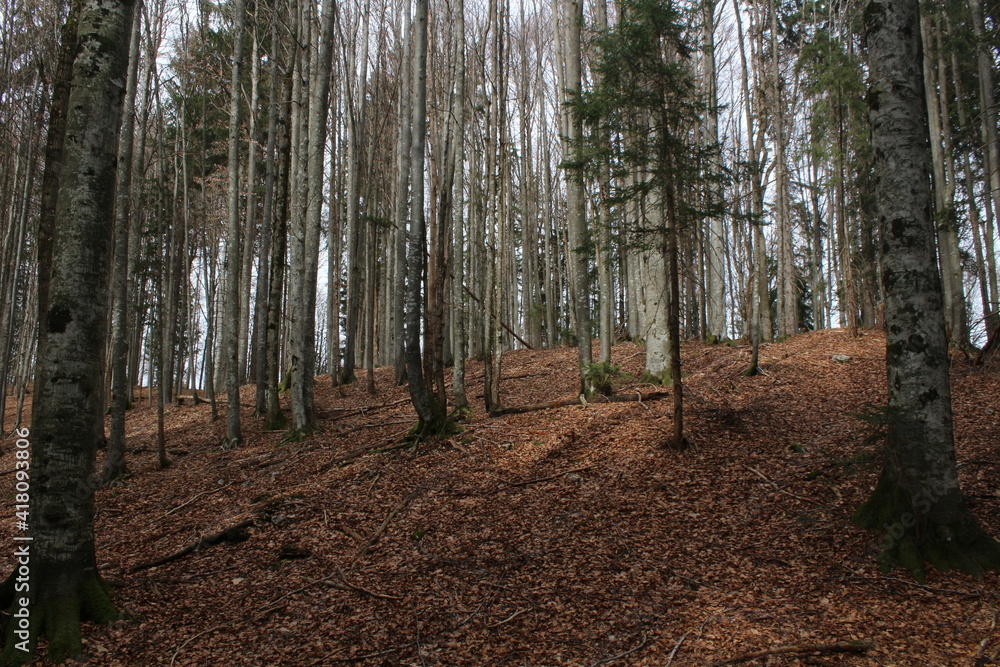 dichter Wald mit Blättern auf dem Boden dichter Wald mit Blättern auf dem Boden