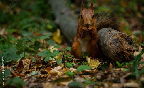 squirrel eating nut © Дмитрий Кашицин