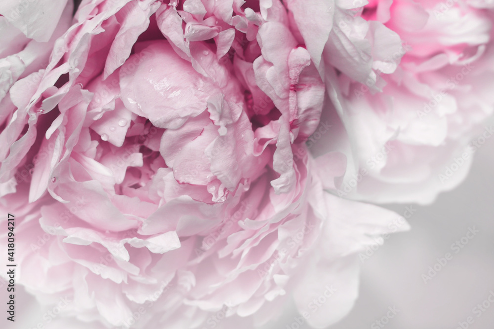 Blurred pink peonies petals soft focus. 