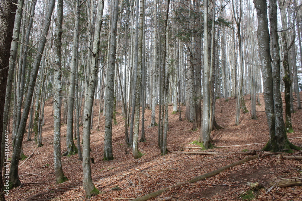 dichter Wald mit Blättern auf dem Boden dichter Wald mit Blättern auf dem Boden