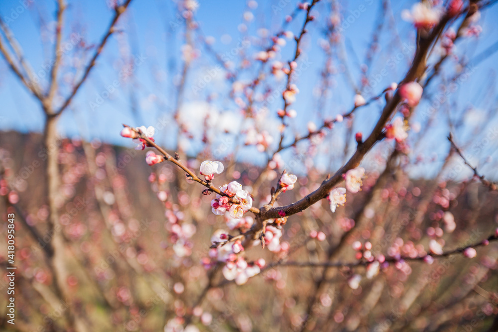 Beautiful spring tree blossom flowers First days of early springtime Beautiful spring tree blossom flowers First days of early springtime
