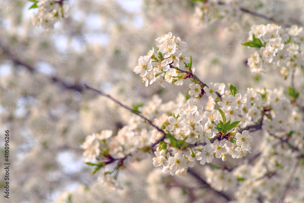 Clustered blooms of cherry branches in the springtime