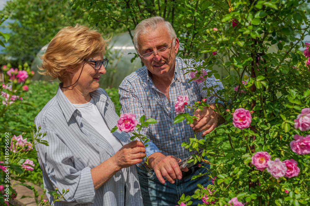 Senior happy smiling man and woman couple cut roses on a sunny day. Spring and summer gardening
