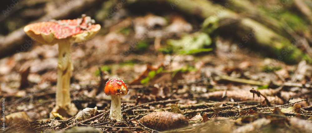 A small inedible mushroom, the red fly agaric grows on the substrate in the forest. A small inedible mushroom, the red fly agaric grows on the substrate in the forest.