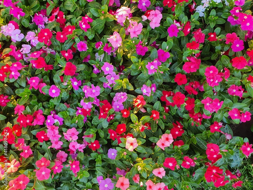 Watercress wallpaper is a flower with lots of fresh colors. Watercress wallpaper is a flower with lots of fresh colors.