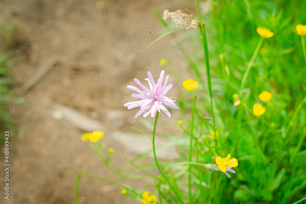 Spring flowers in the grass on a sunny day, Beautiful purple flower with close-up on a green background, spring wildflower, Scorzonera purpurea L Spring flowers in the grass on a sunny day, Beautiful purple flower with close-up on a green background, spring wildflower, Scorzonera purpurea L