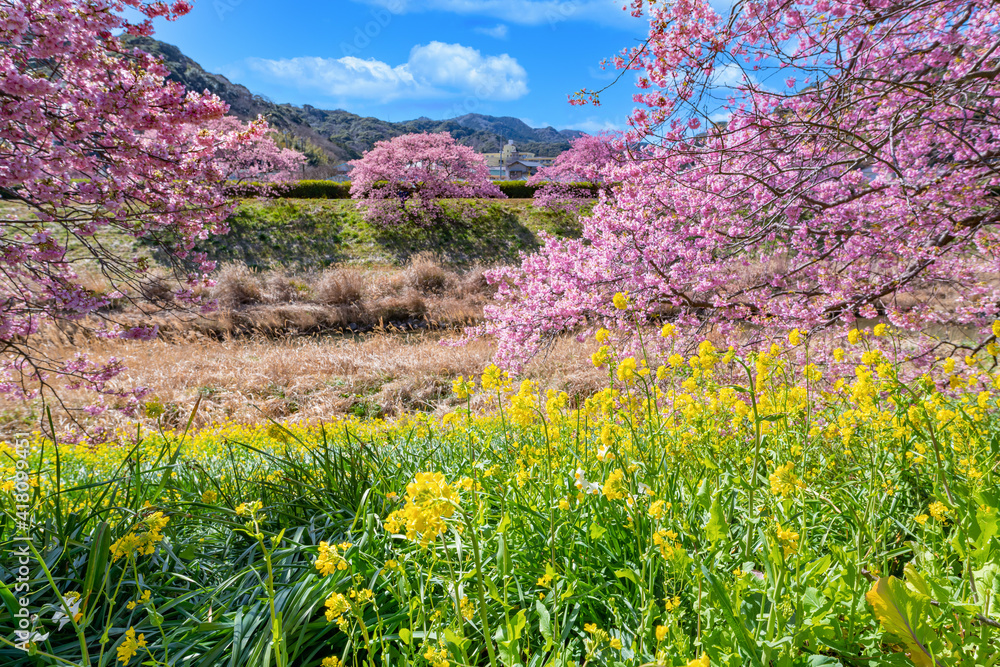 Obraz premium 静岡県賀茂郡南伊豆町 青野川沿いの河津桜