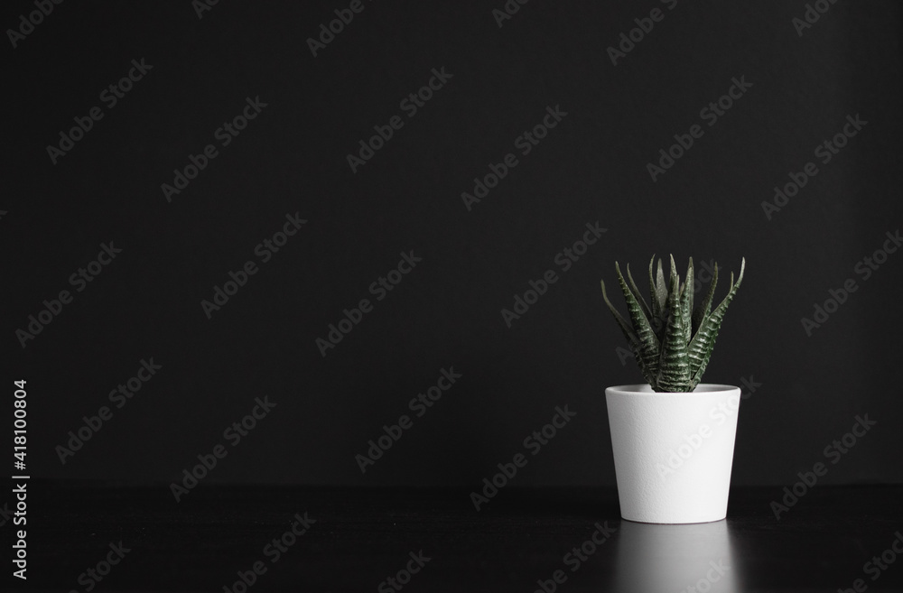 90 Green Office Plant Minimal 90 Green Office Plant Minimal