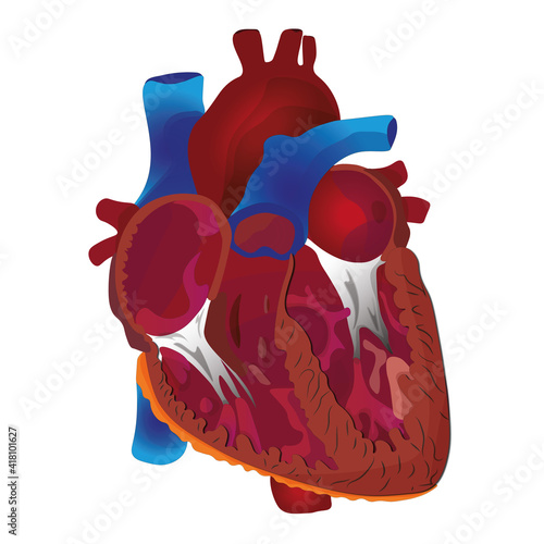 heart atom incision