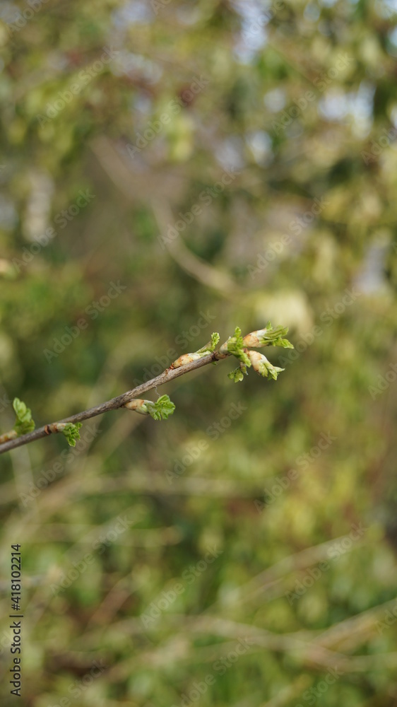 The sprouts and flowers in the botanical garden in the spring