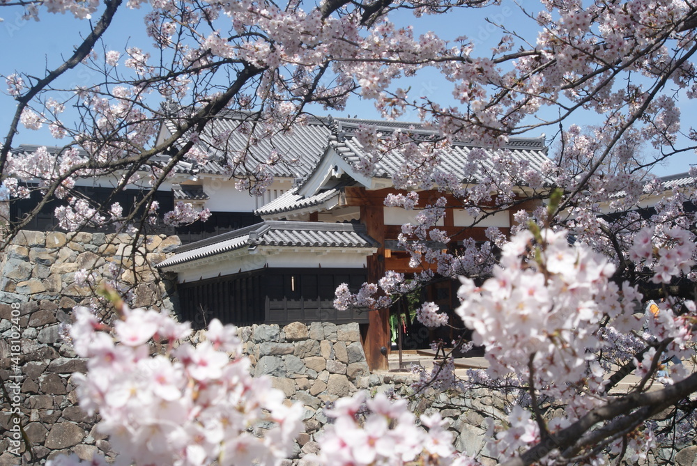 Fototapeta premium 春の松本城