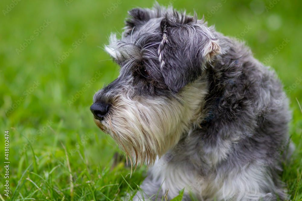 Miniature Schnauzer