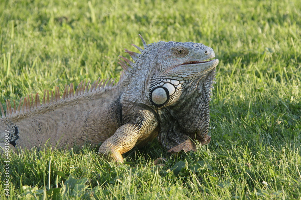 Fototapeta premium Monitor lizard