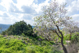 Blooming wild almond tree against the background of hills covered with green forests and a sky in clouds. Israel