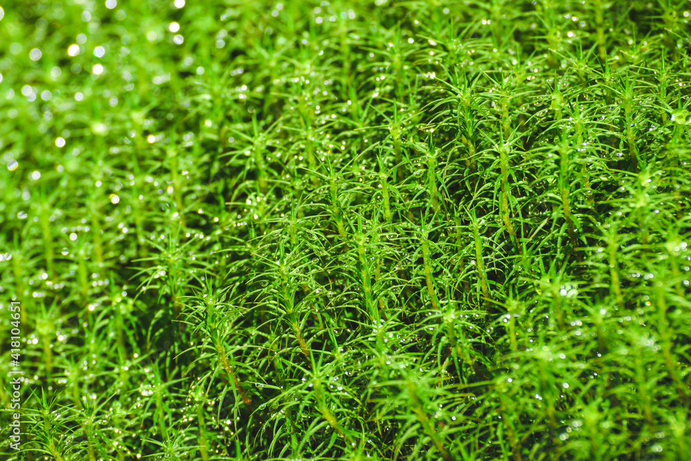 Fototapeta premium Green fresh moss in the forest.