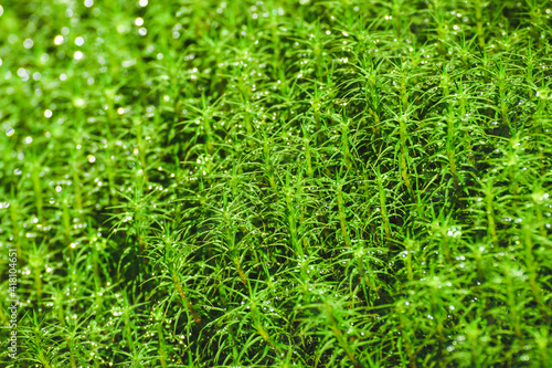 Green fresh moss in the forest.