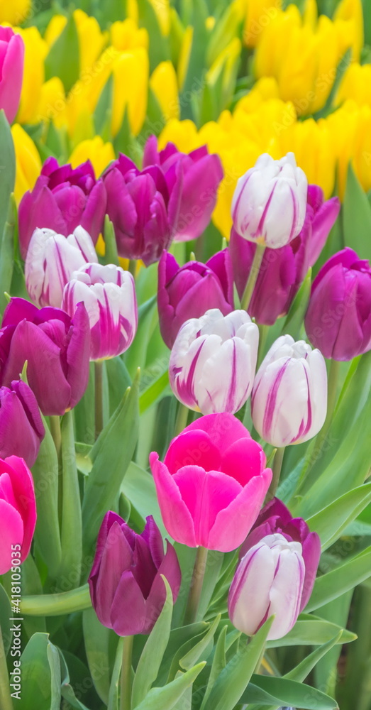 Bright multicolored - yellow, purple and pink spring tulips Bright multicolored - yellow, purple and pink spring tulips