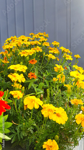 Üppige Blüten Farben Pracht Blumen Pflanzen Vielfalt bunte Sommer Frühling Balkon Terrasse Blume Stauden orange rot Flora floral Insekten Hochbeet Zierpflanzen Schönheit grün dicht Natur Beet Kultur