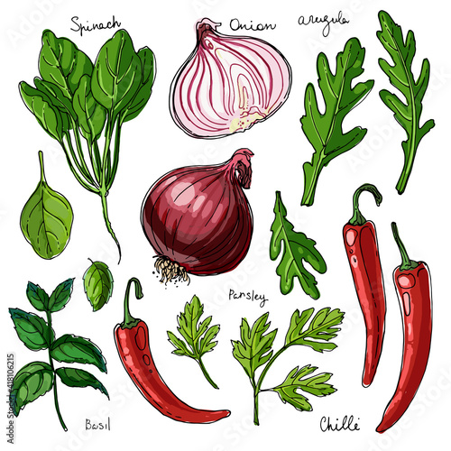 Herbs. Spices. Italian herb drawn black lines on a white background. Vector illustration. Basil, chilli, onion, parsley, spinach, arugula