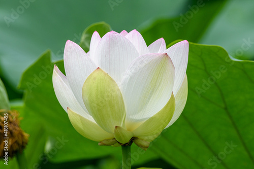 Closeup of a blooming Indian lotus, Nelumbo nucifera