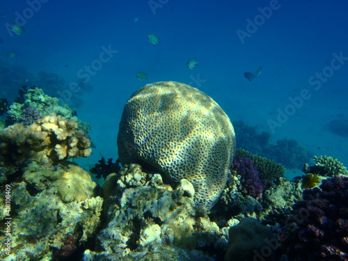 Korallenriff    gypten  Diving