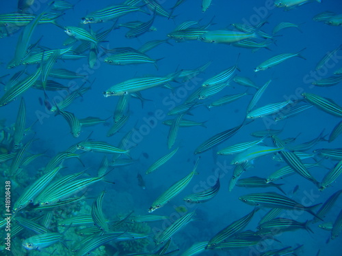 Fischschwärmen, Schwärmen, Rotes Meer, Ägypten