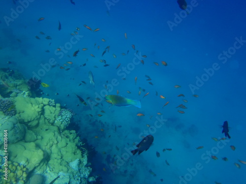 Fischschwärmen, Schwärmen, Rotes Meer, Ägypten © ola24