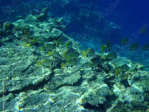 Korallenriff, Ägypten, Diving