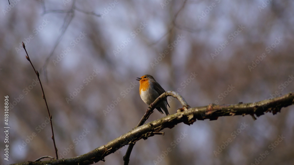 the bird sits on the branch and sings its spring song