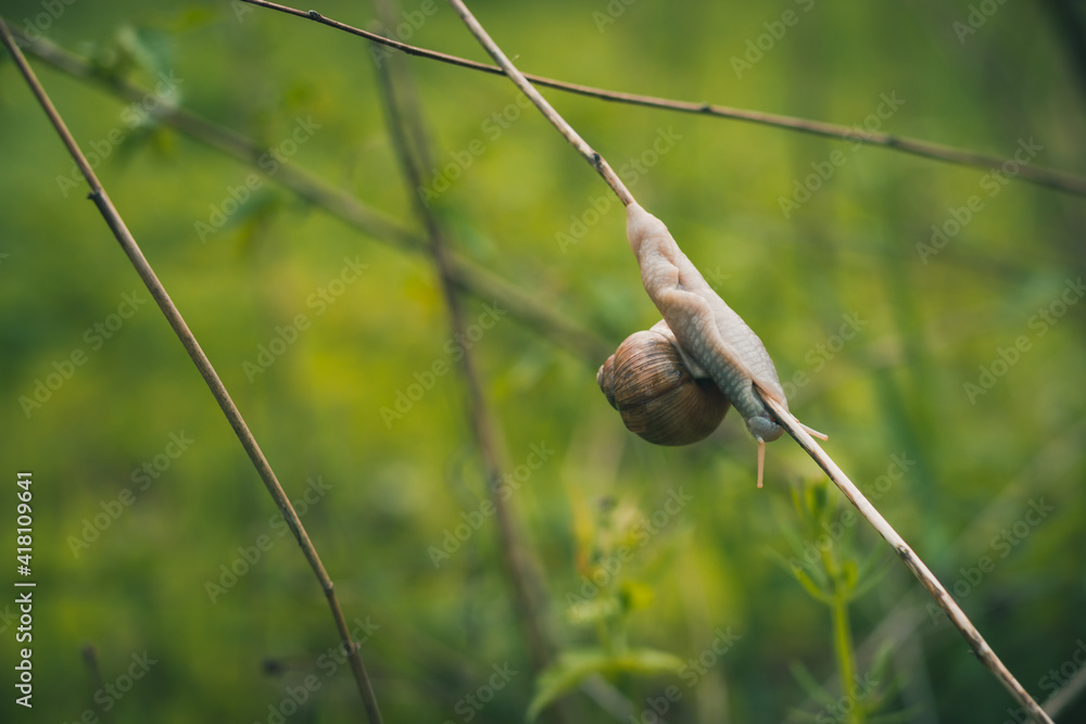 Obraz premium Close up of snail on a grass with blurred green background