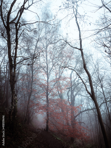 Single tree in the forest still bearing its red autumn foliage frames the path below.  Dense fog obscures the hillside beyond