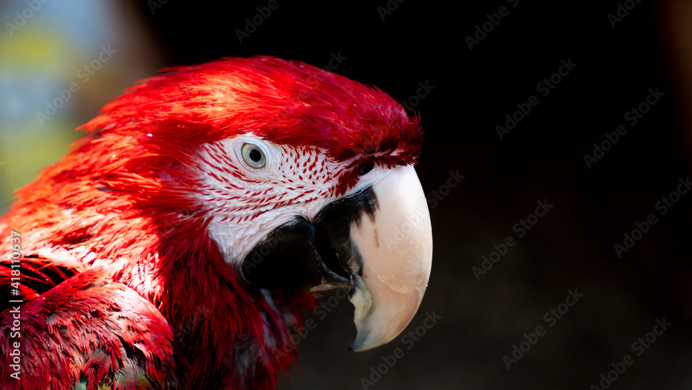 Fototapeta premium Red jako parrots head closeup shot
