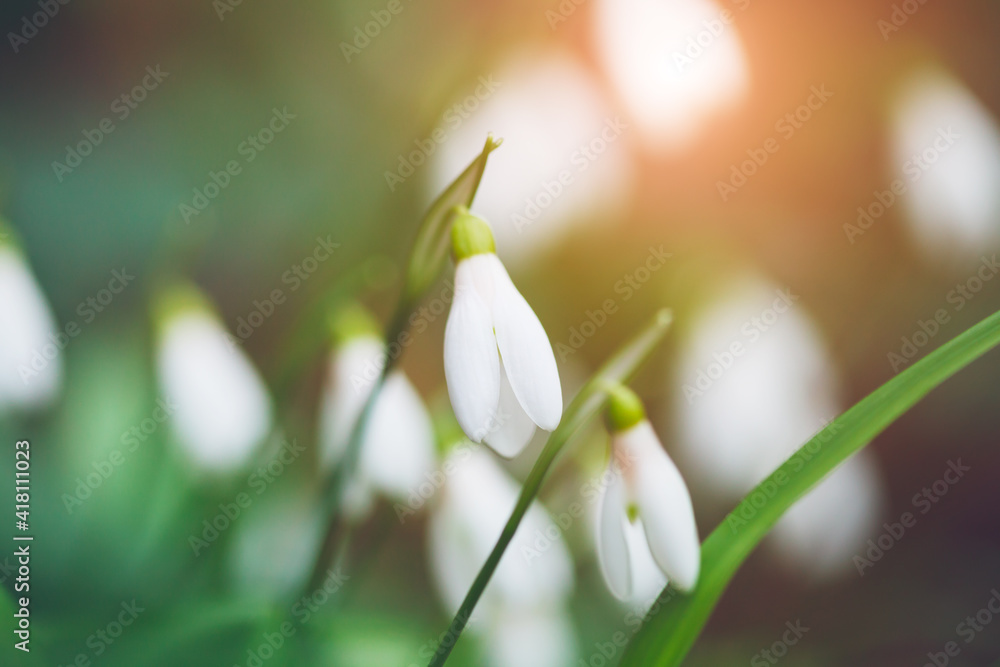 Fototapeta premium White spring snowdrop flowers nature forest background
