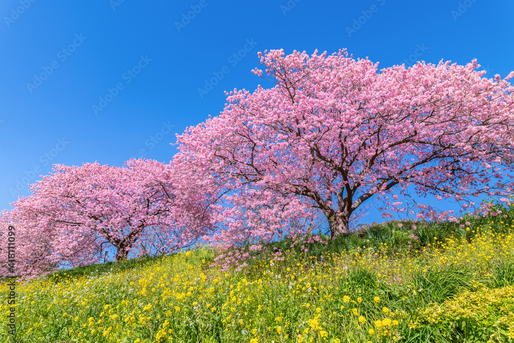 静岡県賀茂郡南伊豆町　青野川沿いの河津桜