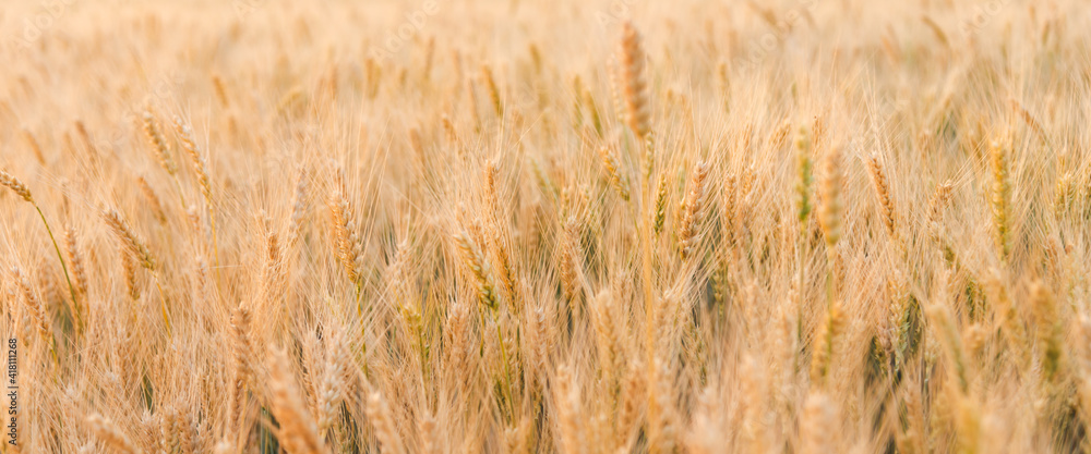 Fototapeta premium Agriculture landscape with ears of golden and young green wheat close up. Rural summer background scene under sunlight. Wide banner format
