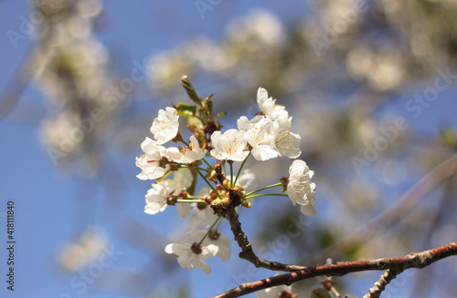 spring blooming sakura branch with blurred background 