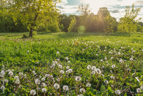 Fototapeta Naklejka Na Ścianę i Meble -  Field of blooming mature white dandelions on a spring sunny day