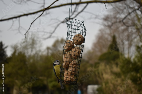 mésange et rouge gorge