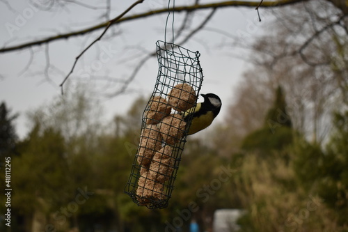 mésange et rouge gorge