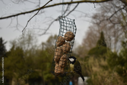 mésange et rouge gorge