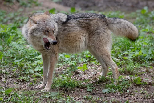 Fototapeta samoprzylepna Wiilk