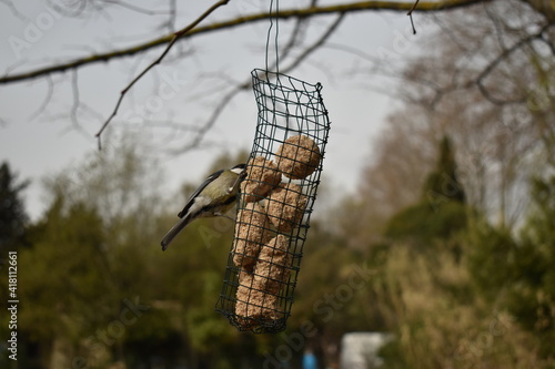 mésange et rouge gorge