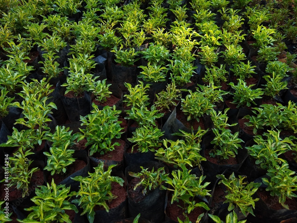 decoration plants growing in a nursery decoration plants growing in a nursery