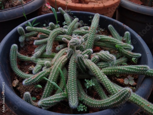 peanut cactus (Echinopsis chamaecereus) in a garden photo