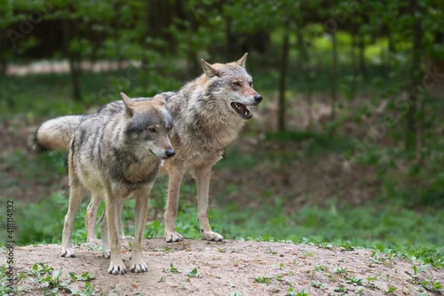 Fototapeta samoprzylepna Wilki