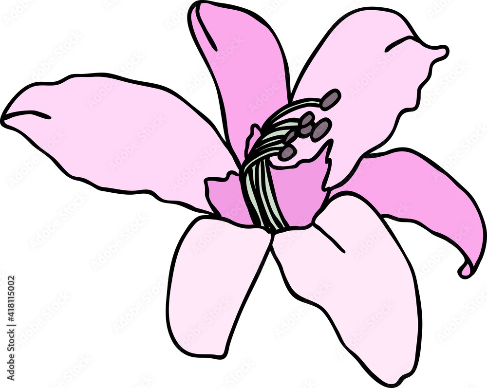 Purple lily flower on white background. Vector illustration. Purple lily flower on white background. Vector illustration.