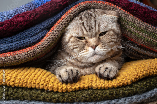 Slika na platnu Sad Cat Scottish Fold sits in a pile of multi-colored, knitted scarves
